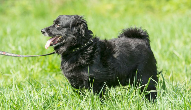 Hledáme páníčka #4: Podívejte se na nejnovější přírůstky v libereckém útulku Archa