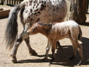 V liberecké zoo se po 11 letech narodila samice ohroženého osla