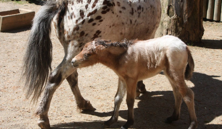 V liberecké zoo se po 11 letech narodila samice ohroženého osla