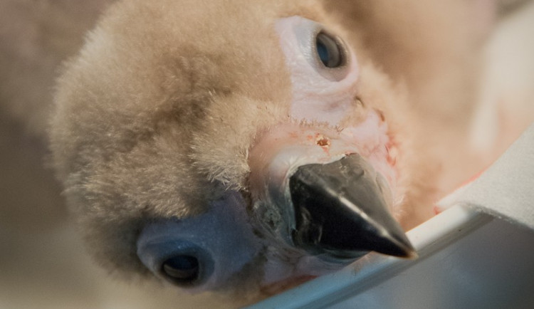 Mládě supa hnědého už má nové rodiče.