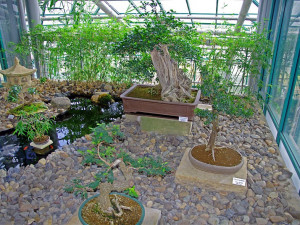 Botanická zahrada má v expozici dva unikáty, leknín a bonsaj starou 338 let