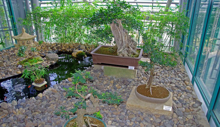 Botanická zahrada má v expozici dva unikáty, leknín a bonsaj starou 338 let