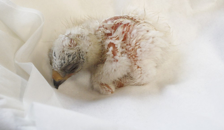 Mládě orla nejmenšího