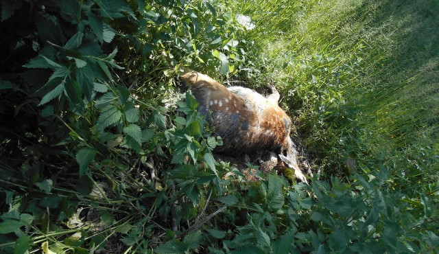 Střelený daněk skvrnitý.