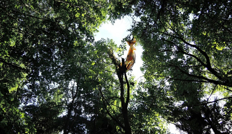 Paraglidista skončil ve stromech.