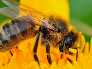 Ve Frýdlantu chtějí zvýšit zájem o včelaření. Pomoci má akce Mladý včelař