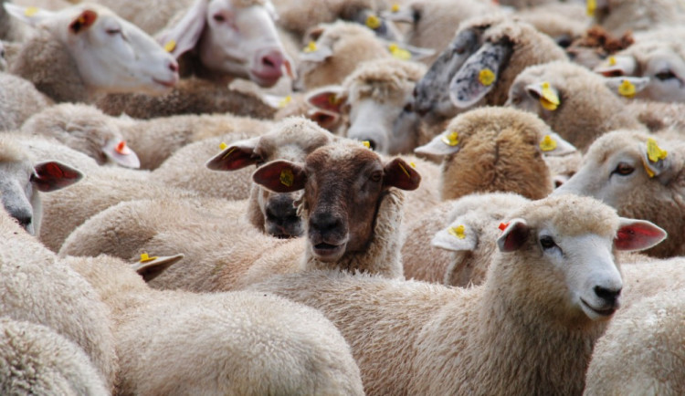 Nejen vycpaná zvířata a zkameněliny. Muzeum láká na Vlněné pohádkové odpoledne
