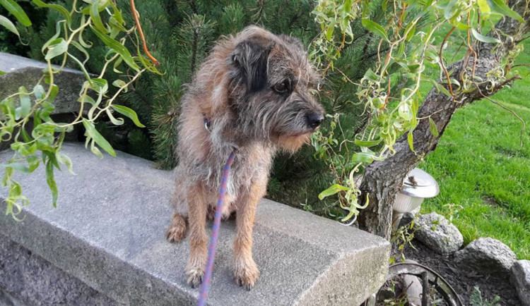 Teriér nalezený v Jablonci nad Nisou.