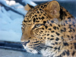 Liberecké zoo i přes zdražení vstupného návštěvníci neubyli