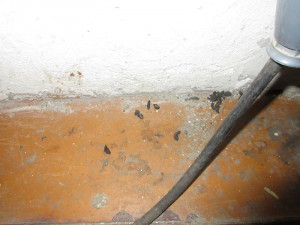 Myší trus, odpad a okousané potraviny. Inspekce zavřela další samoobsluhu.