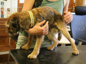 Neuvěřitelné se stalo skutečností. Border teriér Bárt se po patnácti dnech dostal živý z liščí nory.