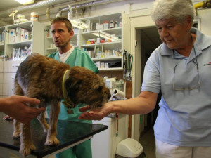 Neuvěřitelné se stalo skutečností. Border teriér Bárt se po patnácti dnech dostal živý z liščí nory.