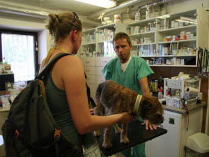 Neuvěřitelné se stalo skutečností. Border teriér Bárt se po patnácti dnech dostal živý z liščí nory.