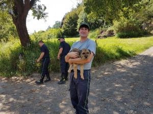 Neuvěřitelné se stalo skutečností. Border teriér Bárt se po patnácti dnech dostal živý z liščí nory.