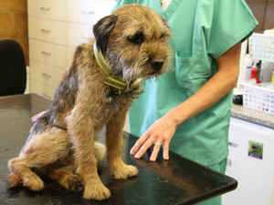 Neuvěřitelné se stalo skutečností. Border teriér Bárt se po patnácti dnech dostal živý z liščí nory.