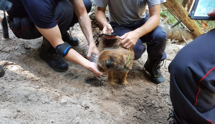 Neuvěřitelné se stalo skutečností. Border teriér Bárt se po patnácti dnech dostal živý z liščí nory.