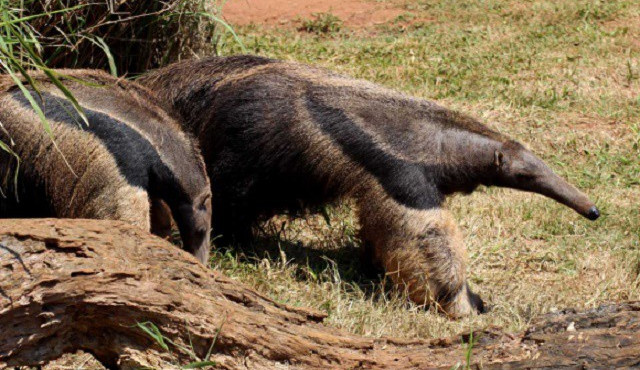 ilustrační foto; mravenečník velký.