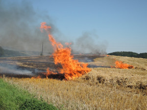 Jiskry od elektrického vedení způsobily požár pole.