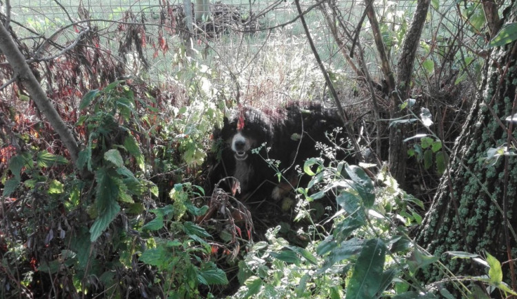 Bernský salašnický pes usazený v křoví.