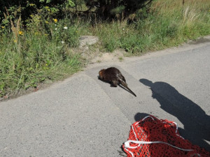 Nutrii vytáhli z požární nádrže až hasiči, sama by se ven nedostala.
