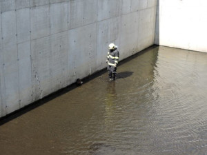 Nutrii vytáhli z požární nádrže až hasiči, sama by se ven nedostala.