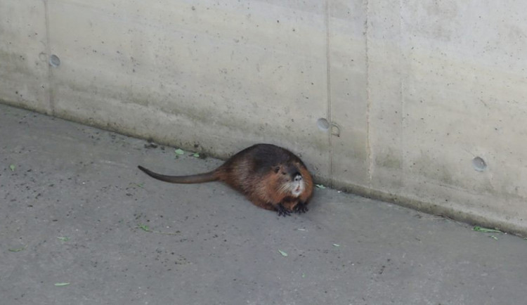 Nutrii vytáhli z požární nádrže až hasiči, sama by se ven nedostala.