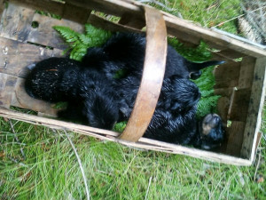 V lese na Frýdlantsku kdosi odložil svázaná třídenní štěňata, nechal je ležet v trávě