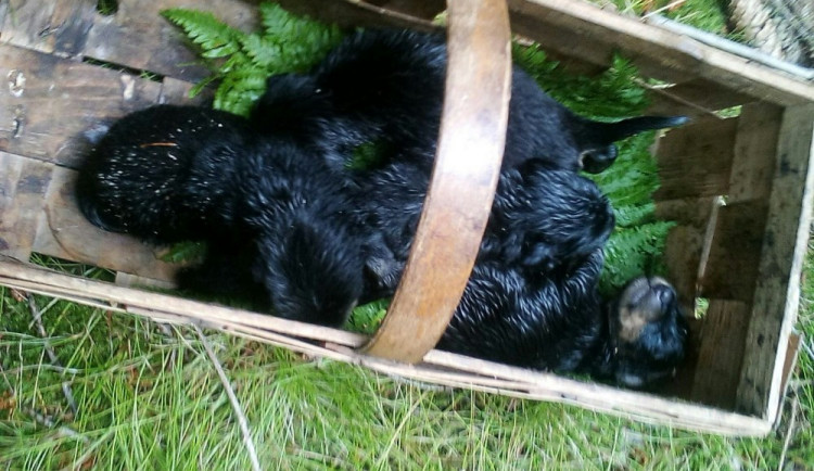 V lese na Frýdlantsku kdosi odložil svázaná třídenní štěňata, nechal je ležet v trávě.