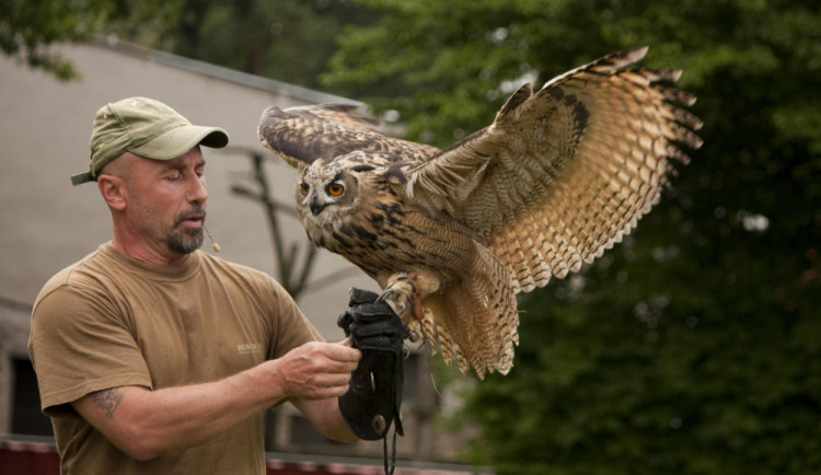 Liberecká zoo láká návštěvníky na ukázky sokolnictví. První je naplánována na příští týden.