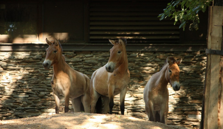Klisny koně Převalského už se zabydlují v novém výběhu.