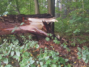 Na auto spadl strom.