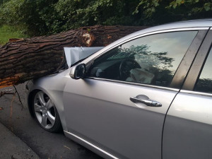 Na auto spadl strom.
