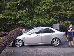 Na auto spadl strom.