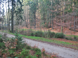 Liberec chce do svých lesů vysázet desítky tisíc sazenic