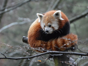 Rodinný den s pandou červenou v ZOO Liberec. Soutěžní program pro všechny návštěvníky zdarma