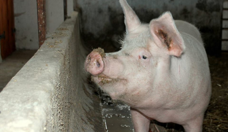 Růženka by mohla žít na farmě Naděje