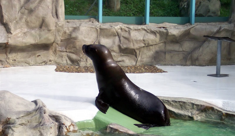 Návštěvníci liberecké zoo dva týdny neuvidí lachtaní cvičení