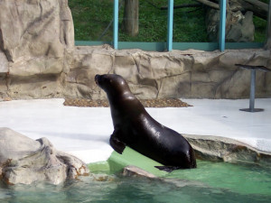 Návštěvníci liberecké zoo dva týdny neuvidí lachtaní cvičení