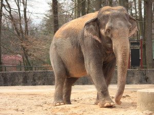 Rekonstrukce pavilonu slonů v liberecké zoo začne nejdřív za rok