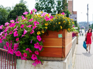 Radnice nechá po městě vysázet další květiny. Přibude kilometr záhonů