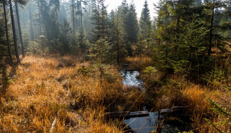Rašeliniště Nová Louka