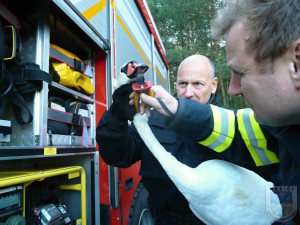 Labuť uvízla ve vlasci, pomoci jí dokázali až hrádečtí hasiči.