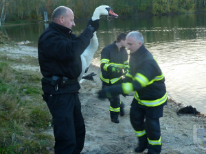 Labuť uvízla ve vlasci, pomoci jí dokázali až hrádečtí hasiči.