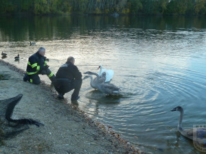 Labuť uvízla ve vlasci, pomoci jí dokázali až hrádečtí hasiči.