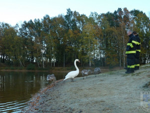 Labuť uvízla ve vlasci, pomoci jí dokázali až hrádečtí hasiči.