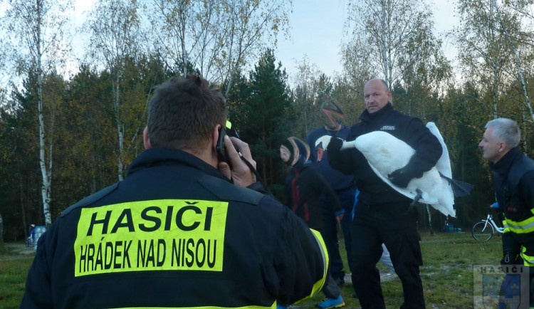 Labuť uvízla ve vlasci, pomoci jí dokázali až hrádečtí hasiči.