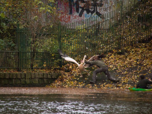 Zoologové na lodičkách odchytávali pelikány. Ptáci se přesunou na zimoviště
