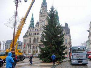 FOTO: Vánoční strom dorazil na náměstí. Zítra se začne s jeho zdobením