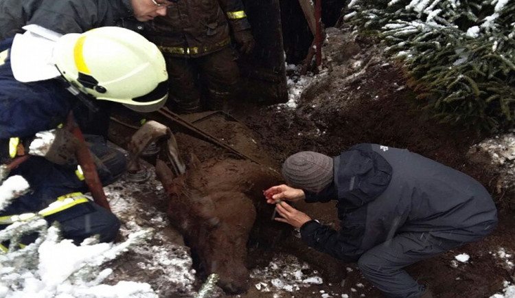 Hasiči se snažili zachránit koně zapadlého do bahna.
