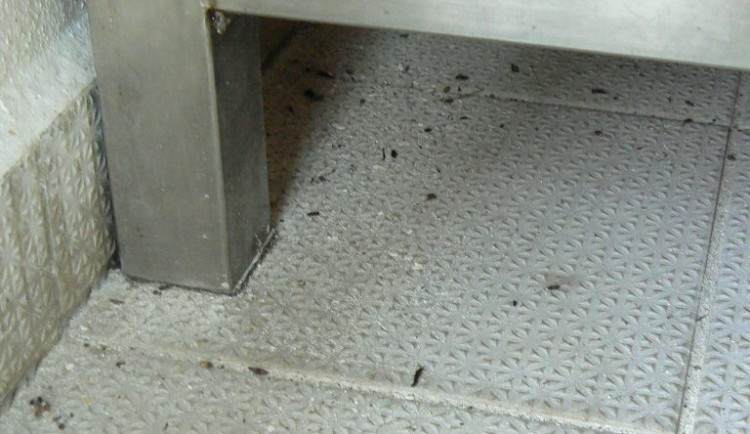 Veterinární správa zavřela výrobnu kebabu kvůli myšímu trusu, provozovatel musí zlikvidovat 848 kilogramů surovin.